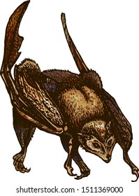 Seated Bat With Folded Wings. Pteropodidae. Flying Fox