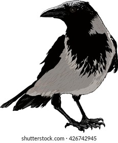 Seated black raven image detail isolated on white background