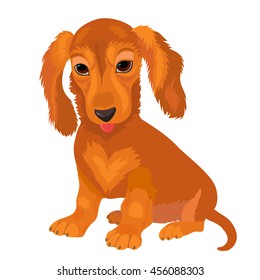 Seated dachshund puppy