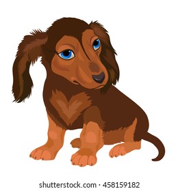 Seated dachshund puppy