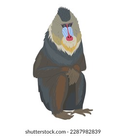 Seated mandrill or baboon. A member of the order of primates with a brightly colored face. Aggressive animal. Images for nature reserves, zoos and children's educational paraphernalia. Vector 