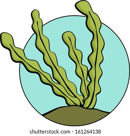 seaweed