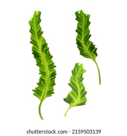 Seaweed Algae Aquarium Natural Plant Set Vector. Underwater Seaweed Growing Herb, Vegetarian Vitamin Nourishment, Spirulina Ingredient. Aqua Botanic Herbal Leaves Template Realistic 3d Illustrations