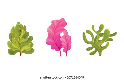 Seaweed and Algae as Aquatic and Marine Plants Growing on Ocean Bottom Vector Set