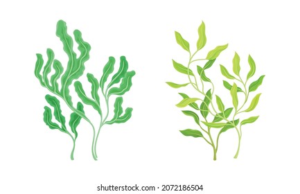 Seaweed and Algae as Aquatic and Marine Plants Growing on Ocean Bottom Vector Set