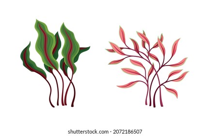 Seaweed and Algae as Aquatic and Marine Plants Growing on Ocean Bottom Vector Set