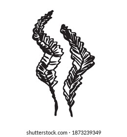 seaweed. algae silhouette icon. vector sign