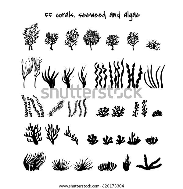 海藻と藻 様々な海岸やサンゴ 水中と水族館の植物のシルエット 海底のシーンの白黒デザインエレメント 白い背景にベクターイラスト のベクター画像素材 ロイヤリティフリー