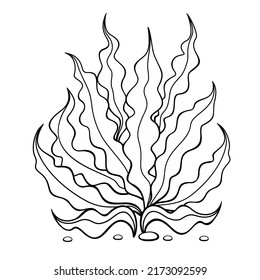 Seaweed. Algae vector isolated illustration.