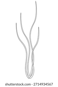 Seaweed, aquarium bush - vector linear illustration for coloring. Outline. Seaweed, underwater bush