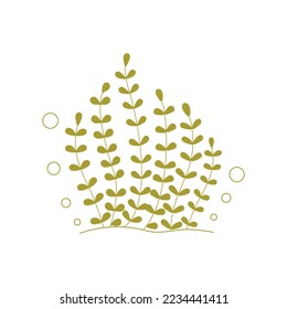 Seaweed. Aquarium plants. Wildlife. Underwater marine flora. Element of aquarium landscape. Water theme for decoration and design. Vector illustration isolated on white background