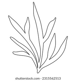 Seaweed or aquarium water plant, doodle style flat vector outline illustration for kids coloring book