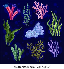 Seaweed and aquatic marine algae set, underwater plants vector illustrations