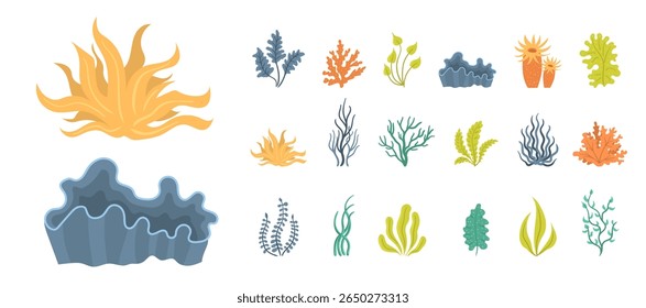Seaweed and aquatic plant illustration with kelp coral reef underwater nature organic element tropical raw vegetarian sea grass seafood ingredient nori salad fresh leaf herb healthy diet marine ecosys