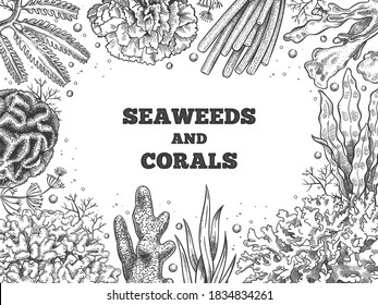 Seaweed background. Reef aquatic weed and corals, underwater ocean and aquarium life. Marine japanese, chinese food sketch vector poster. Illustration banner reef and underwater aquatic sketch