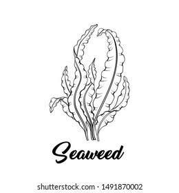 Seaweed black and white vector illustration. Tropical underwater flora, sea bottom plant freehand sketch. Aquarium decoration. Laminaria, algae, healthy food ingredient. Marine products store logo