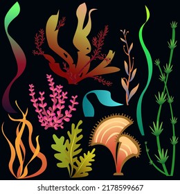 seaweed bright vector set.Colorful underwater plants for decoration,creativity,design.Colorful ocean botanical illustration for advertising,print,tattoo,stickers