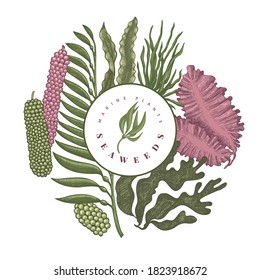 Seaweed color design template. Hand drawn vector seaweeds illustration. Engraved style sea food banner. Retro sea plants background