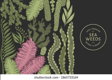 Seaweed color design template. Hand drawn vector seaweeds illustrations on dark background. Engraved style sea food banner. Retro sea plants background