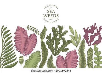 Seaweed color design template. Hand drawn vector seaweeds illustration. Engraved style sea food banner. Retro sea plants background