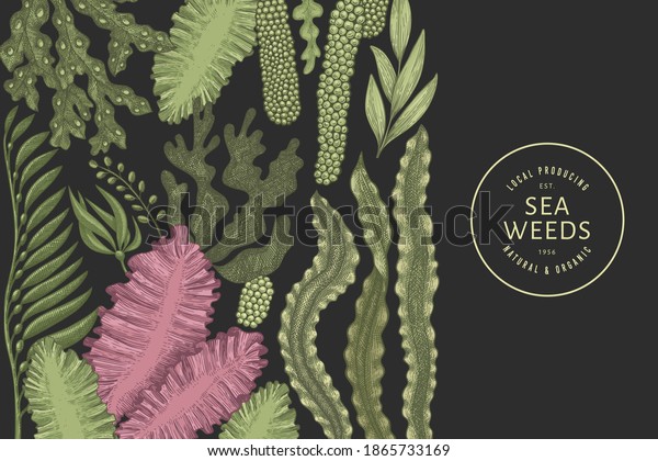 Seaweed Color Design Template Hand Drawn Stock Vector (Royalty Free ...