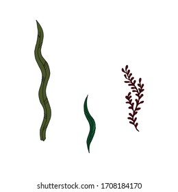 Seaweed color doodle icon. Hand drawn line vector illustration isolated on white background for logotype, infographic, website or package design.