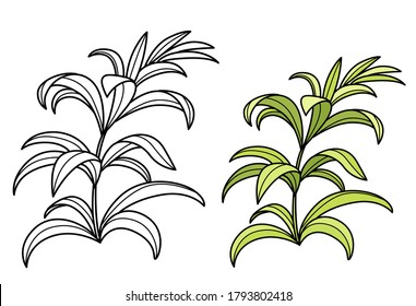 Seaweed coloring book linear drawing isolated on white background