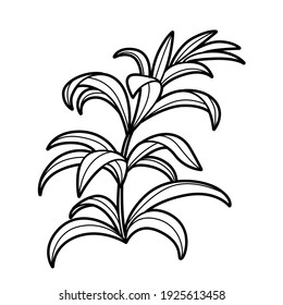 Seaweed coloring book linear drawing isolated on white background