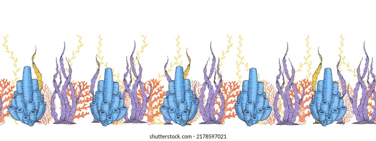 Seaweed and coral, color illustration. Underwater life. Hand drawn vector illustration. Horizontal seamless pattern. Design template. Underwater world hand drawn.