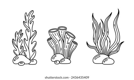 Seaweed and coral pipe sponge, vector set. Edible sea grass, kelp and spirulina. Ocean algae, sea creature on the seabed among the stones. Aquatic reef plant. Hand drawn black and white simple doodle