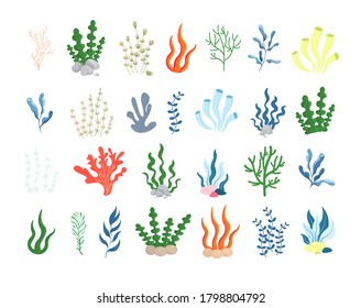 Seaweed and corals. Cartoon sea life. Marine plants and aquatic seaweed. Vector set of corals of tropical algae.