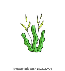 Seaweed cute vector illustration. Hand drawn outlined ocean, marine, sea green seaweed. Isolated.