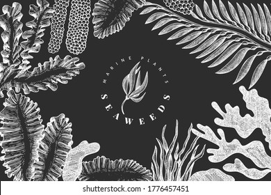 Seaweed design template. Hand drawn vector seaweeds illustration on chalk board. Engraved style sea food banner. Vintage sea plants background
