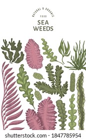 Seaweed design template. Hand drawn vector seaweeds illustration. Engraved style sea food banner. Retro sea plants background