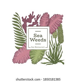 Seaweed design template. Hand drawn vector seaweeds illustration. Engraved style sea food banner. Retro sea plants background