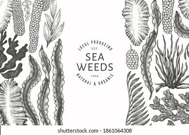 Seaweed design template. Hand drawn vector seaweeds illustration. Engraved style sea food banner. Retro sea plants background