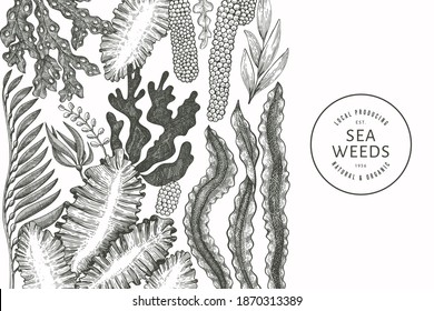 Seaweed design template. Hand drawn vector seaweeds illustration. Engraved style sea food banner. Retro sea plants background