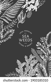 Seaweed design template. Hand drawn vector seaweeds illustration on chalk board. Engraved style sea food banner. Vintage sea plants background