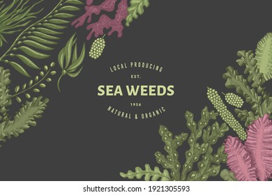 Seaweed design template. Hand drawn vector seaweeds illustration. Engraved style sea food banner. Retro sea plants background