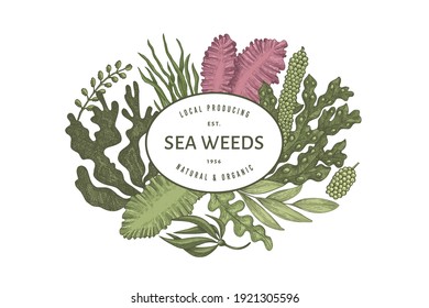 Seaweed design template. Hand drawn vector seaweeds illustration. Engraved style sea food banner. Retro sea plants background