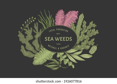 Seaweed design template. Hand drawn vector seaweeds illustration. Engraved style sea food banner. Retro sea plants background