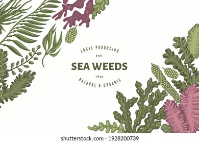 Plantilla de diseño de algas marinas. Ilustración de algas marinas vectoriales dibujadas a mano. Cartel de comida marina grabado. Fondo de plantas de mar retro