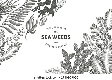 Seaweed design template. Hand drawn vector seaweeds illustration. Engraved style sea food banner. Retro sea plants background