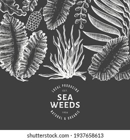 Seaweed design template. Hand drawn vector seaweeds illustration on chalk board. Engraved style sea food banner. Vintage sea plants background