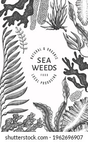 Seaweed design template. Hand drawn vector seaweeds illustration. Engraved style sea food banner. Retro sea plants background