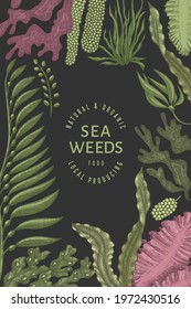 Seaweed design template. Hand drawn vector seaweeds illustration. Engraved style sea food banner. Retro sea plants background