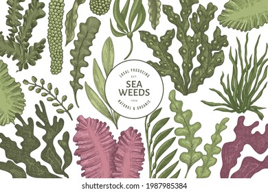 Seaweed design template. Hand drawn vector seaweeds illustration. Engraved style sea food banner. Retro sea plants background