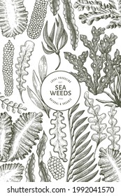 Seaweed design template. Hand drawn vector seaweeds illustration. Engraved style sea food banner. Retro sea plants background