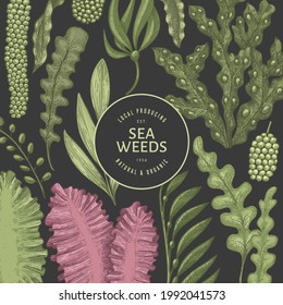 Seaweed design template. Hand drawn vector seaweeds illustration. Engraved style sea food banner. Retro sea plants background