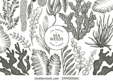 Seaweed design template. Hand drawn vector seaweeds illustration. Engraved style sea food banner. Retro sea plants background